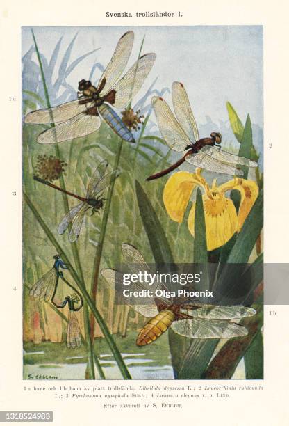 old chromolithograph illustration (color lithography) early 20th century (was published before 1930) of entomology, dragonflies. - lithograph stock illustrations stock pictures, royalty-free photos & images