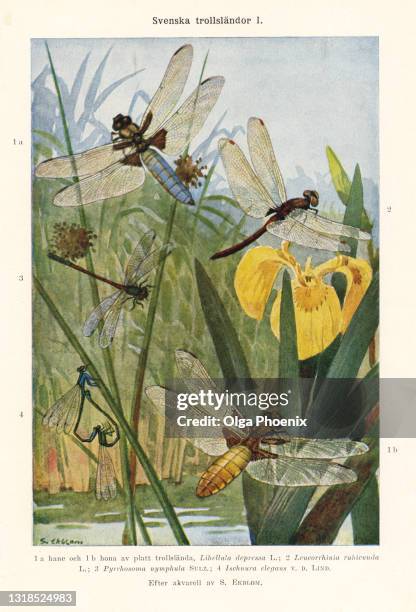 old chromolithograph illustration (color lithography) early 20th century (was published before 1930) of entomology, dragonflies. - libélula mosca imagens e fotografias de stock