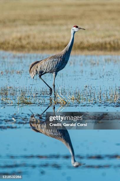 the sandhill crane (antigone canadensis) is a species of large crane of north america and extreme northeastern siberia. malheur national wildlife reserve, oregon.  gruiformes,  	gruidae. - crane bird stock pictures, royalty-free photos & images