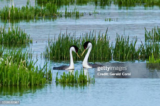 the western grebe (aechmophorus occidentalis) is a species in the grebe family of water birds. malheur national wildlife reserve, oregon. podicipedidae. courtship display. - oregon wilderness stock pictures, royalty-free photos & images