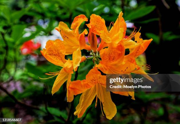 azalea flower beauty - rhododendron stock pictures, royalty-free photos & images