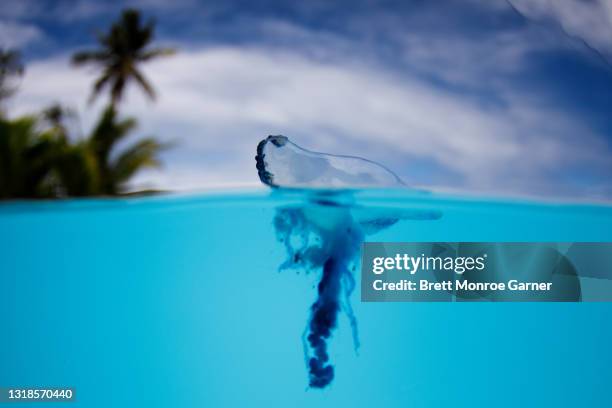 portuguese man o' war - man of war stock pictures, royalty-free photos & images