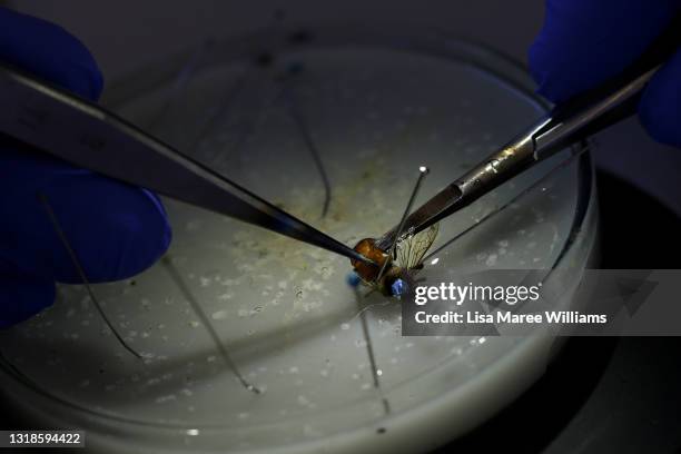 Thomas Gillard, PhD candidate and beekeeping trainer dissects a young queen bee during testing of artificial insemination techniques at the BEE Lab...