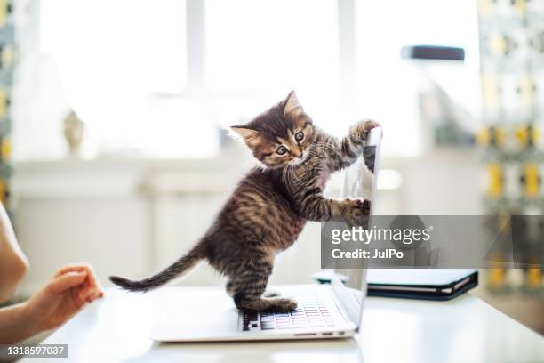 donna che lavora da casa con i suoi gatti - hand gag foto e immagini stock