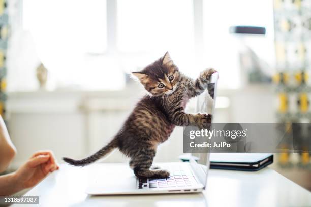 woman working from home with her cats - cat laptop stock pictures, royalty-free photos & images