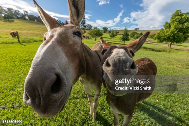 1,011 Funny Donkey Photos and Premium High Res Pictures - Getty Images 1,011 Funny Donkey Photos and Premium High Res Pictures - Getty Images