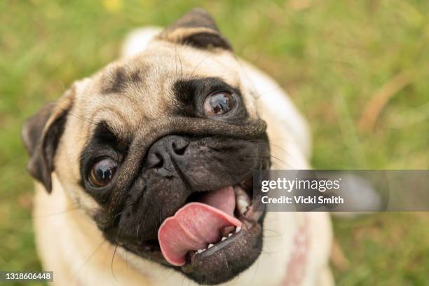 small pug dog with big eyes and tongue hanging out looking up at the camera - pug stock pictures, royalty-free photos & images