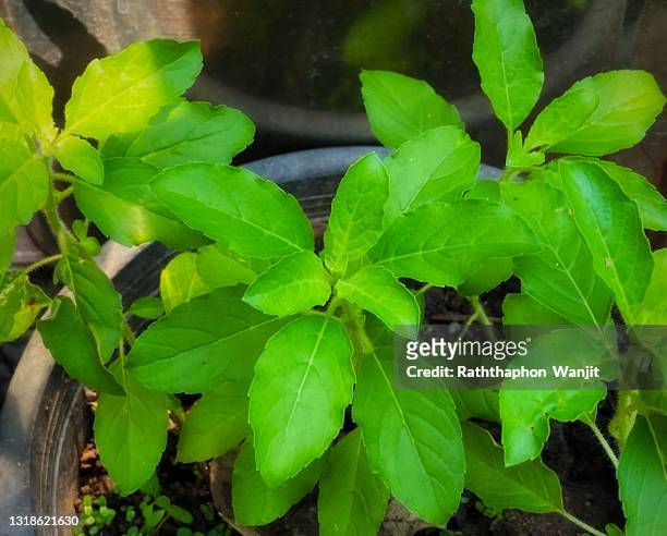 holy basil plant. - tulsi stock pictures, royalty-free photos & images