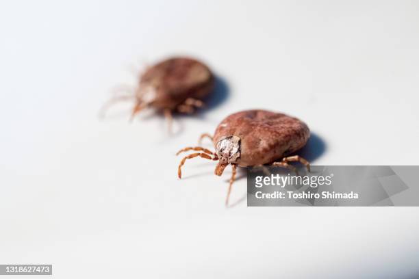 scary insect ticks crawling on white background close up - lymeziekte stockfoto's en -beelden