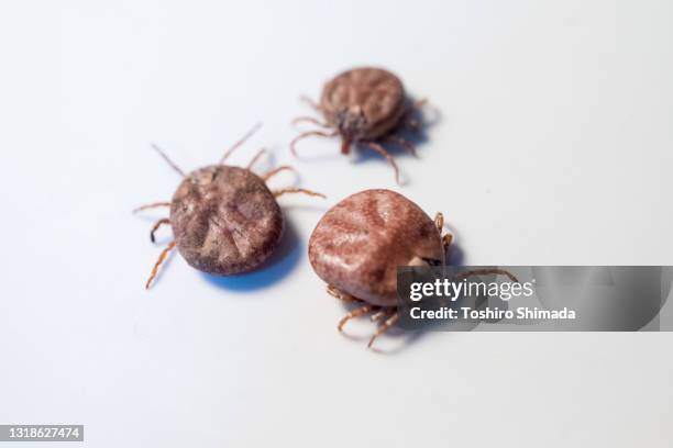 Mmu Insect Microscopic Image Of Borrelia Burgdorferi Photos and Premium High Res ...