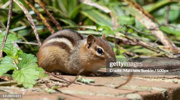 close-up of squirrel on field,fairfax,virginia,united states,usa - fairfax virginia stockfoto's en -beelden