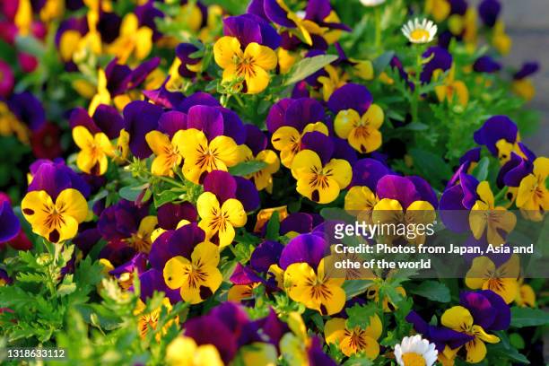 viola flowers - violales stock pictures, royalty-free photos & images