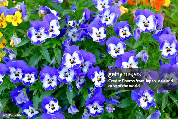 viola flowers - pansy fotografías e imágenes de stock