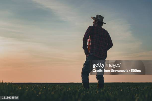 rear view of satisfied farmer in wheatgrass field - environmental stewardship stock pictures, royalty-free photos & images