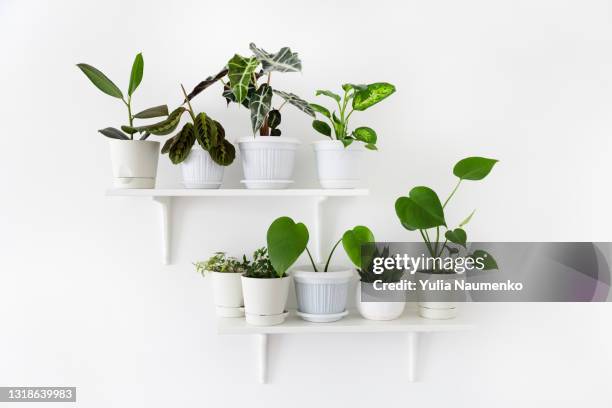 plants on the shelves, home garden - continental_shelf stock pictures, royalty-free photos & images