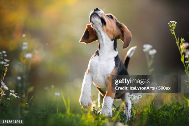 close-up of beagle running on field,poland - beagle stock pictures, royalty-free photos & images