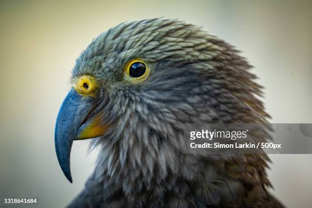 close-up of eagle,west coast,new zealand - kea stock pictures, royalty-free photos & images