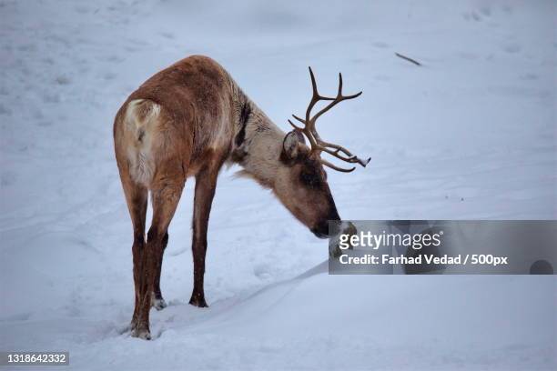a deer in the forest,dovhjortsstigen,sweden - wilderness area stockfoto's en -beelden