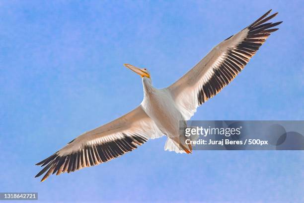low angle view of pelican flying against sky,florida,united states,usa - pelican stock pictures, royalty-free photos & images