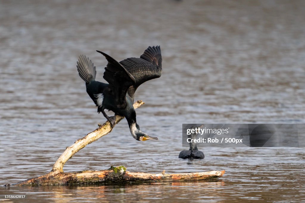 Close-up of eagle flying over lake