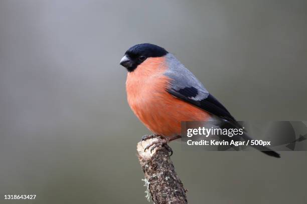 close-up of songfinch perching on branch,leeds,united kingdom,uk - ciuffolotto comune eurasiatico foto e immagini stock