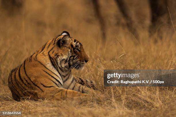 side view of tiger sitting on grassy field,ranthambore national park,rajasthan,india - ranthambore national park stock-fotos und bilder