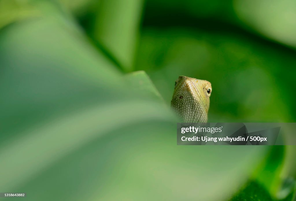 Close-up of gecko on plant,Jakarta,Indonesia