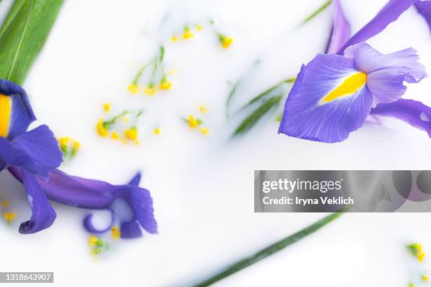 beautiful blue purple iris flowers and small yellow flowers float in milk bath. - the purple iris stock pictures, royalty-free photos & images
