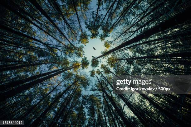 low angle view of trees in forest,russia - below ストックフォトと画像