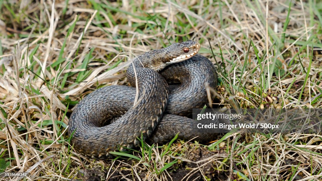 Strathy Point Adders High Angle View Of Adder On Field High-Res Stock Photo - Getty Images