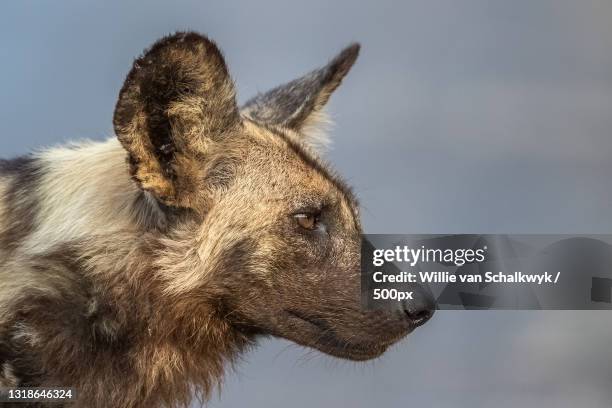 close-up of wolf looking away against sky,kruger national park,south africa - lycaon photos et images de collection