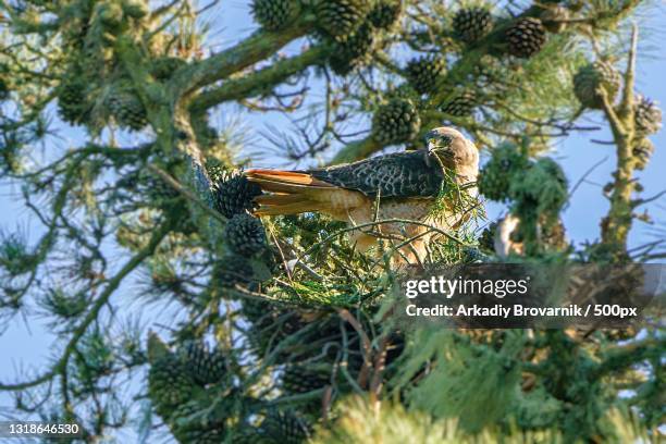 low angle view of pine tree against sky,san francisco,california,united states,usa - roodstaartbuizerd stockfoto's en -beelden