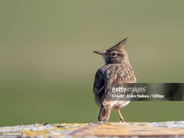 close-up of songthrush perching on wood,bulgaria - crested lark stock pictures, royalty-free photos & images