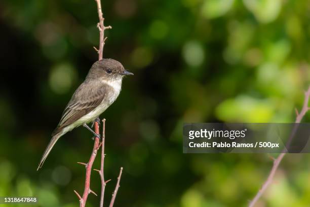 close-up of songwarbler perching on branch - florida estados unidos stock-fotos und bilder
