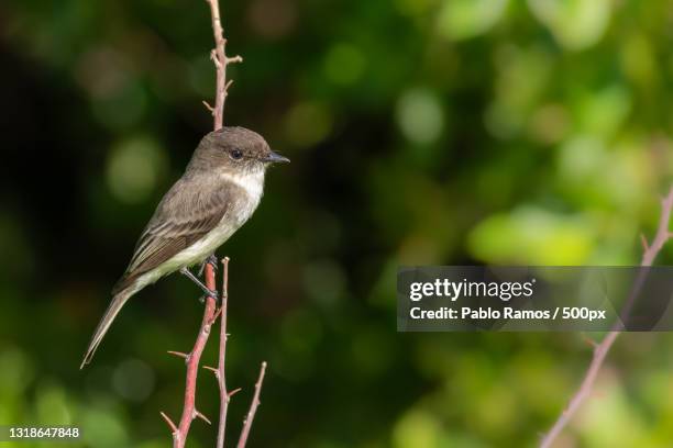 close-up of songwarbler perching on branch - florida estados unidos stock pictures, royalty-free photos & images