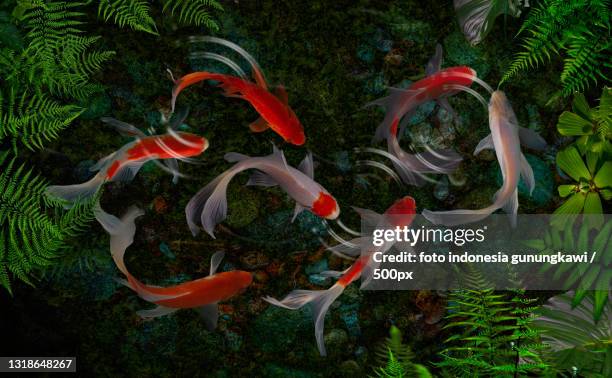 high angle view of koi carp swimming in lake - koi carp stock pictures, royalty-free photos & images