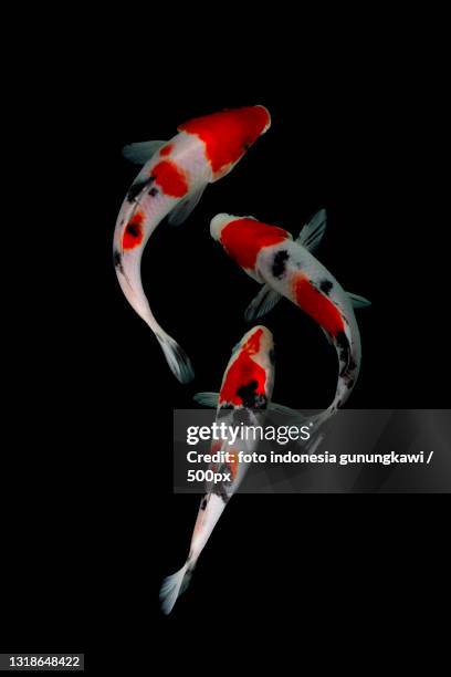 close-up of koi carp against black background - koi carp stock pictures, royalty-free photos & images