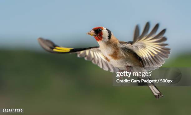 close-up of gold finch flying outdoors - carduelis carduelis stock pictures, royalty-free photos & images