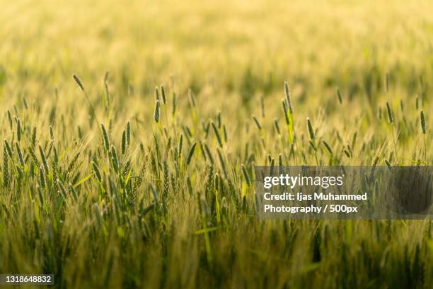 close-up of wheat growing on field,chandigarh,india - punjab india stockfoto's en -beelden