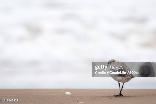 close-up of seagull perching on sand at beach - correlimos tridáctilo fotografías e imágenes de stock