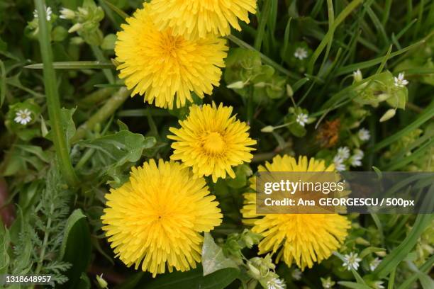 close-up of yellow flowering plants on field,romania - coltsfoot photos et images de collection