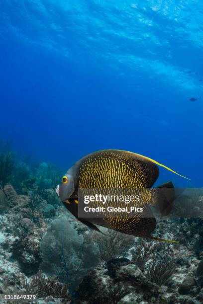 Yellow Anglet 438 Yellow Angelfish Stock Photos, High-Res Pictures, and Images ...