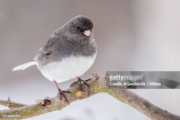 close-up of dark perching on branch - dark eyed junco stock pictures, royalty-free photos & images