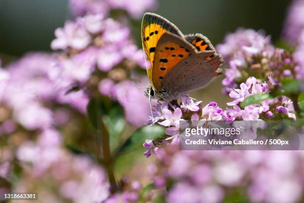 close-up of butterfly pollinating on purple flower,france - viviane caballero stockfoto's en -beelden
