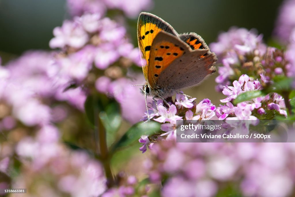 Close-up of butterfly pollinating on purple flower,France
