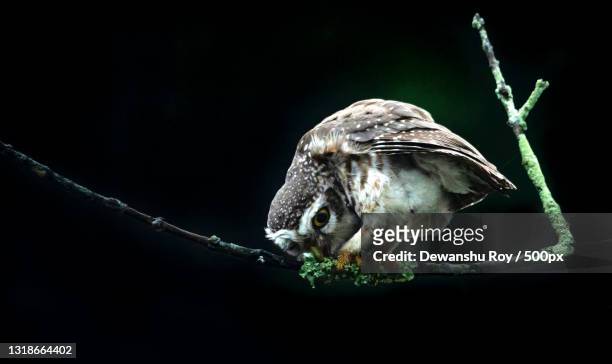 close-up of owl of prey perching on branch,kaziranga national park,india - kaziranga national park stock pictures, royalty-free photos & images