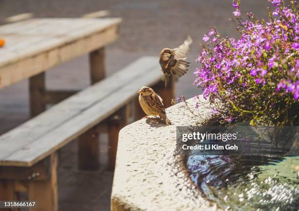 st moritz town center outdoors public seating area - mus stockfoto's en -beelden