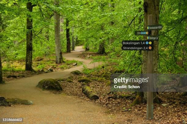 a path in a beech forest with a signpost for hiking trails in spring in daylight - nature reserve bildbanksfoton och bilder