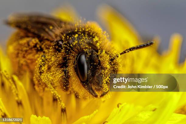 close-up of bee on yellow flower,lago patria,metropolitan city of naples,italy - pollen photos et images de collection