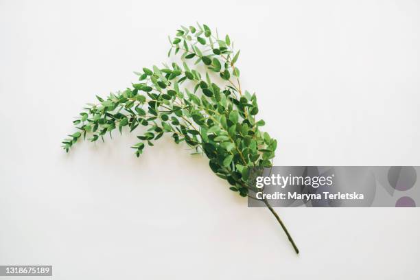 green branch of eucalyptus on a white background. - gum tree stock pictures, royalty-free photos & images